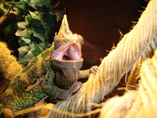 Eliot das Schmunzelmonster
