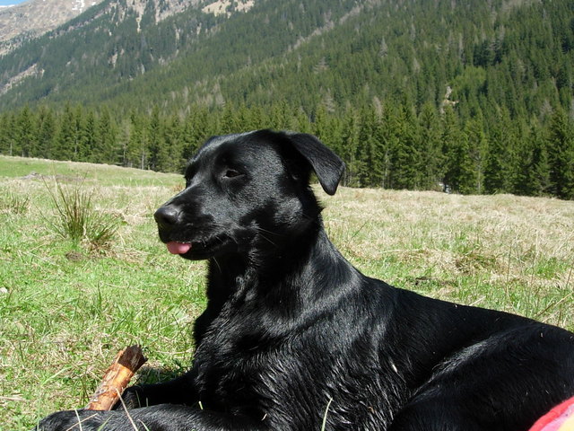 Auf der Alm