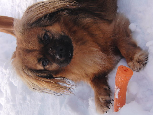 Cookie in ihrem Lieblingselement "Schnee"