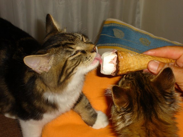 Unsere Naschkatzen Joe und Charlie