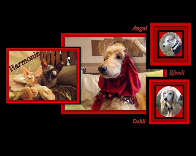 Unsere Lieblinge - Katz & Hund in Harmonie