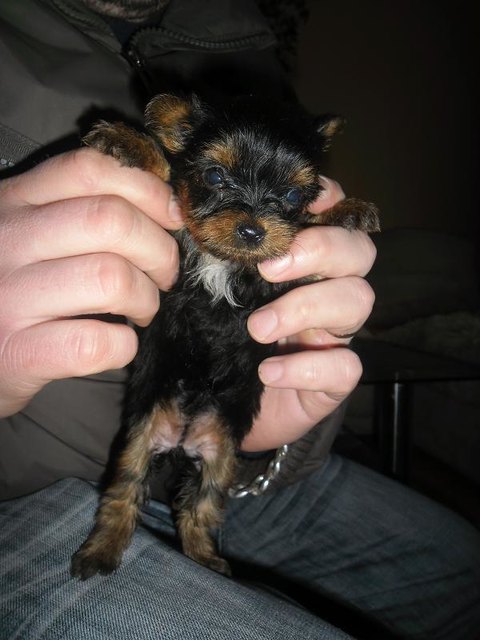 unsere süsse Daisy :-) wir lieben sie sehr