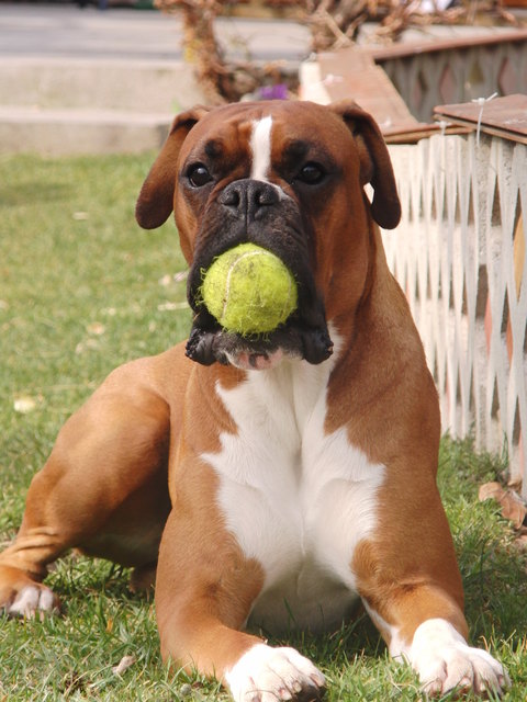 "Spike" mit seiner großen Liebe, dem Ball