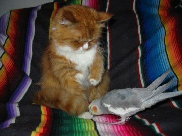 Unsere süße Katze Romeo und Nymphensittich Vali sind unzertrennlich
