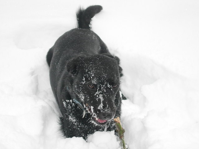 Cathy im Schnee