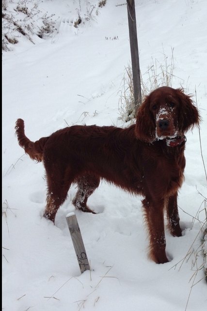 Zaki -10 Monate Jung liebt den Schnee ;-)