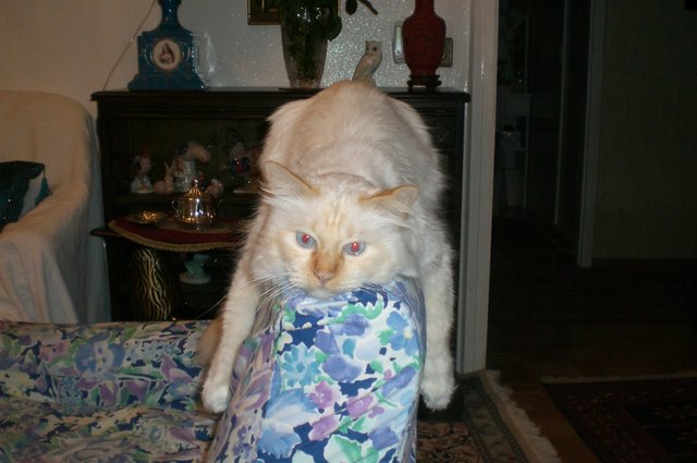 Unsere Burmakatze Lexi