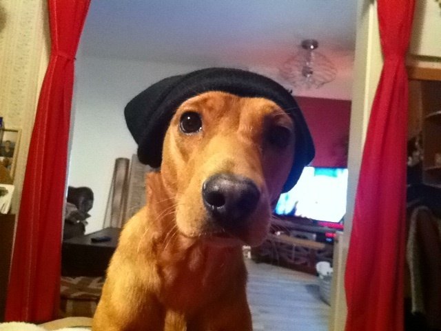 Hallo Leute ....., mein Name ist Josy!