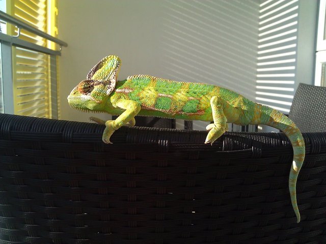 Rango genießt die Sonne!
