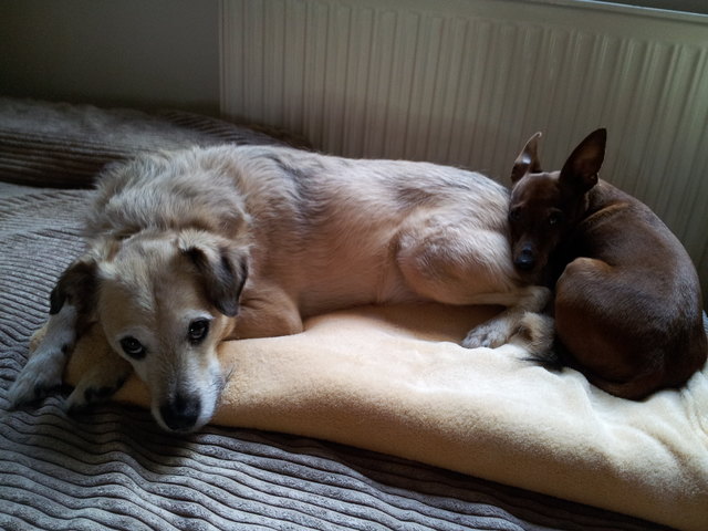 Freunde