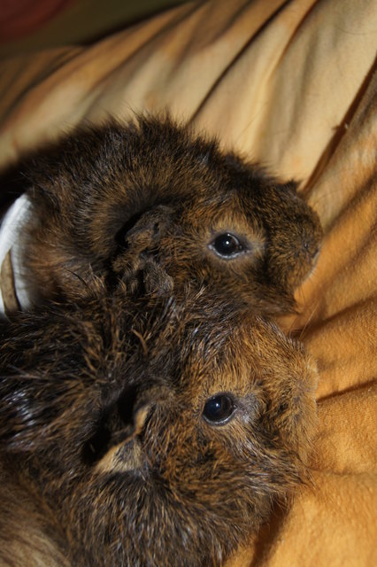 Mein süssen Meerschweinchen