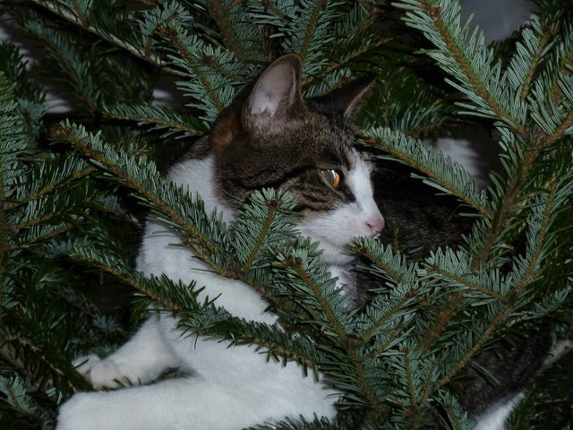 christbaum oder kletterbaum