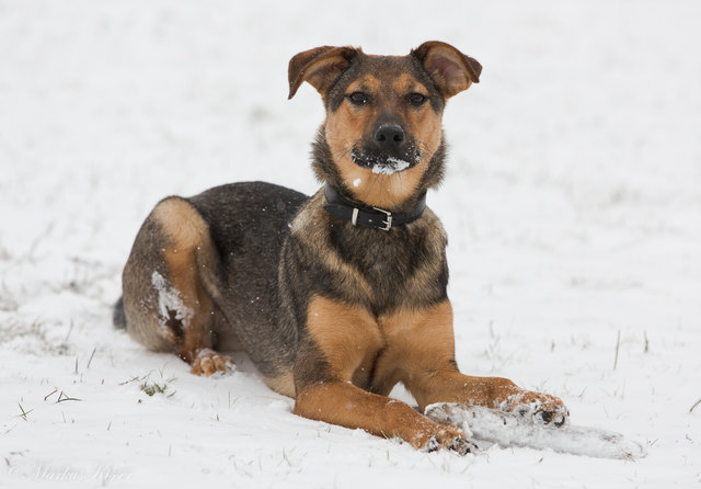 Phoebe (Fibi) fühlt sich im Schnee so richtig wohl