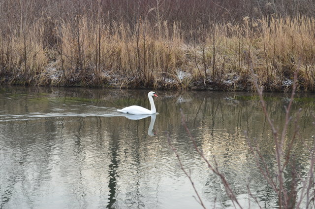 Es war richtig beruhigend, dem Schwan bei seinem Ausflug auf der Fischa in Wienerherberg zuzusehen.