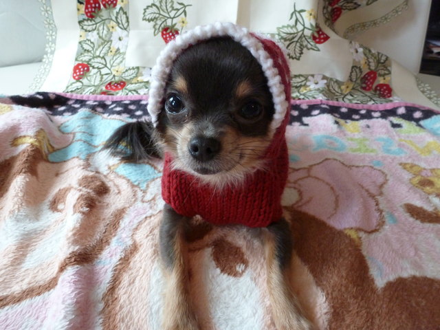 Unsere süße Ruby in ihrem maßgefertigtem Winteroutfit :-)