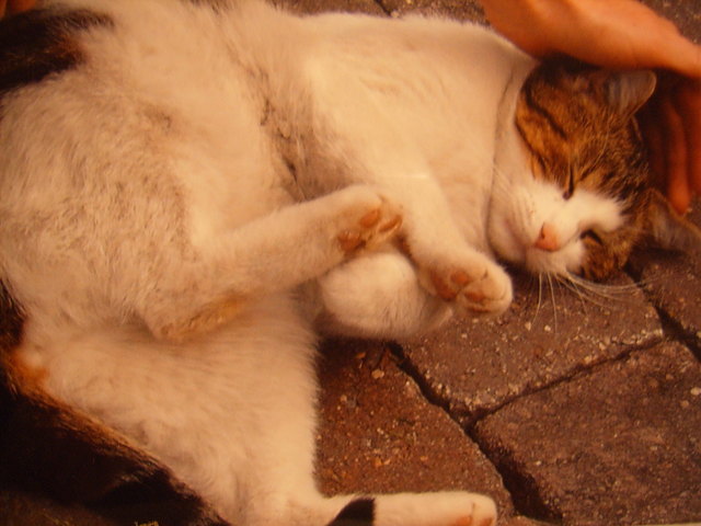 Die Streicheleinheiten vom Frauchen genieße ich sehr !