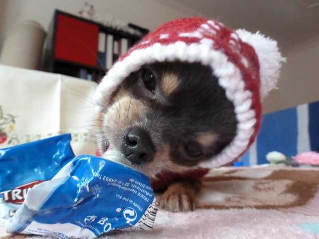 Ruby mit ihrem Lieblingsleckerliiiii