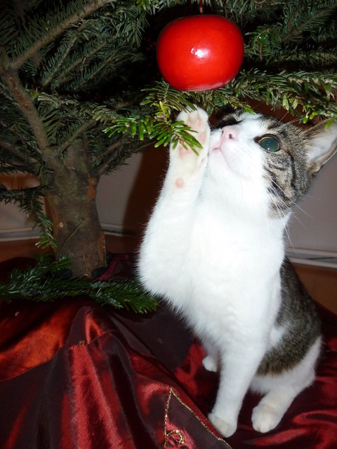 weihnachten mit kater moritz