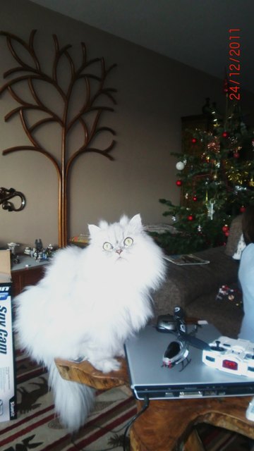 Sultan-the-Cat