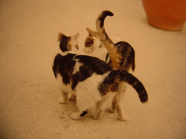 MAX UND MORITZ