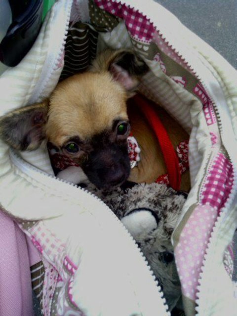 Kessi in the Bag
