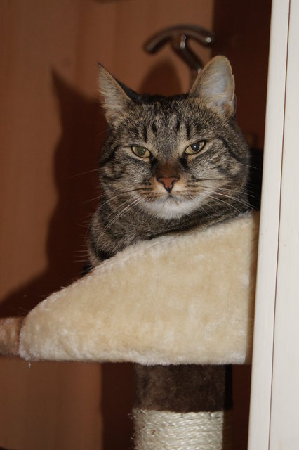 Die liebevollste Katze meiner Tochter, namans Minki