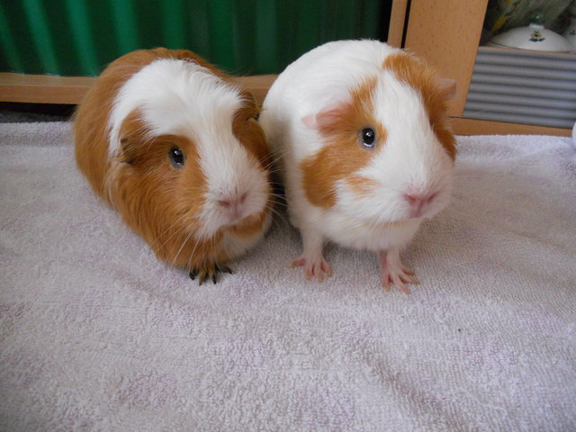 Tiny und Franzi beraten den nächsten Streich