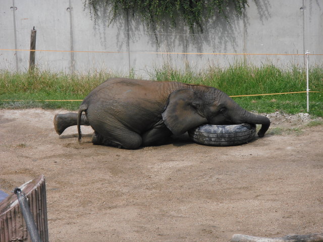 Unsere derzeitige Wohnung ist leider zu klein für eigene Haustiere, weshalb wir unsere "Quasi-Haustiere" im Tiergarten Schönbrunn regelmäßig und gerne besuchen. Im Sommer aber werden wir endlich umziehen und einen Garten und damit Platz für zwei Hasen haben, die ich meinen Kindern schon sehr, sehr lange versprochen habe :) Aus diesem Grunde würden wir uns natürlich sehr über einen Gutschein aus einem Tierfachgeschäft freuen, nicht zuletzt, weil so ein Hasendomizil ja doch einiges an Kosten verschlingt...