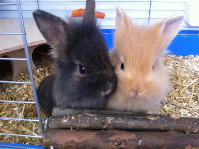 Toffee und Fee