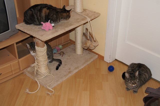 Die glücklichen Katzen meiner Tochter