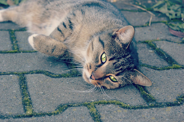 Ich liebie Katze!