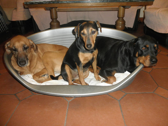 Platz im kleinsten Hundekorb