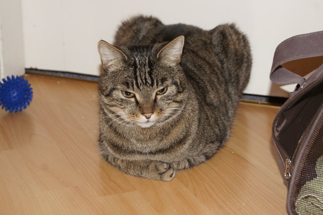 Der schönste Kater meiner Tochter, namens Strizzi