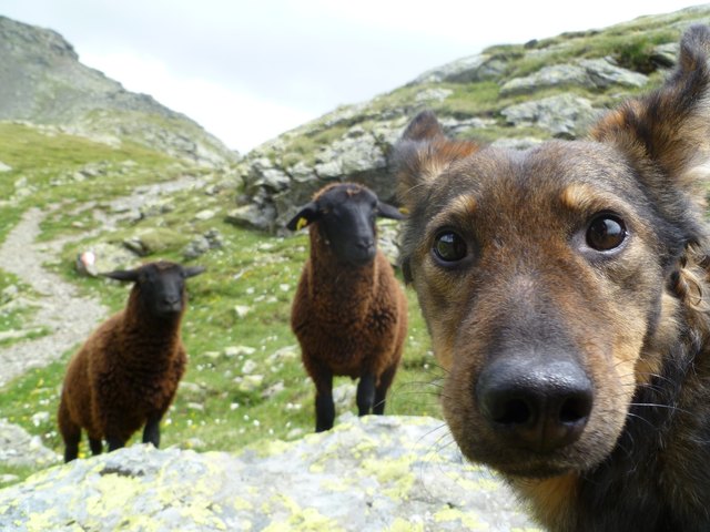 Wer ist hier das Schaf?