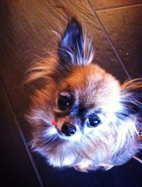 unsre puppi ist 8 jahre und hat 1,10 kilo, leider wurden ihr aus gesundheilichen gründen alle, bis auf 3, zähne gezogen und darum hängt manchmal ihre zunge raus. süß!
