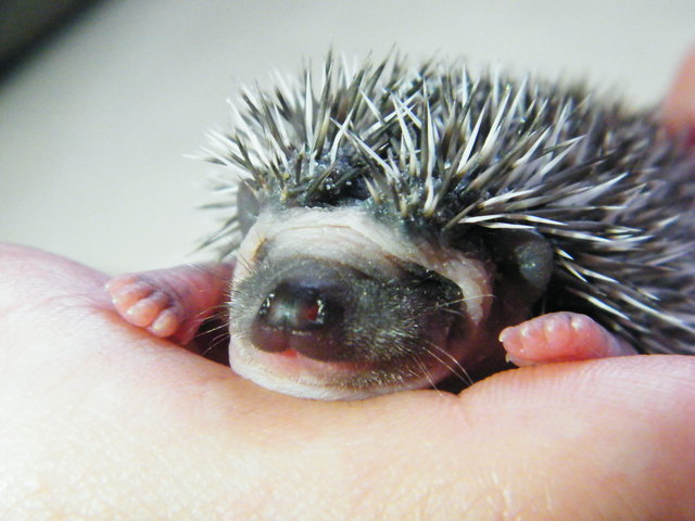 Unsere Igelbaby