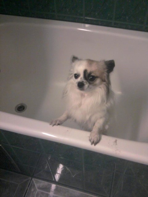 Charlie in der Badewanne