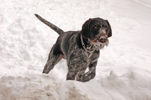 Unser Arthur ist im Schnee ganz glücklich.