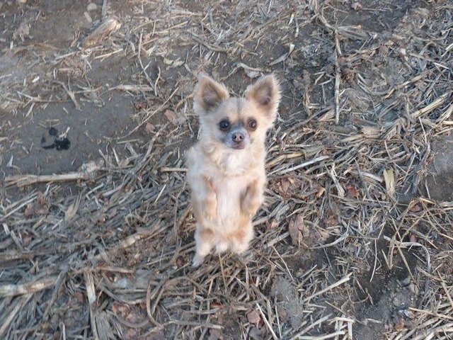 Das kleine Erdmännchen :P