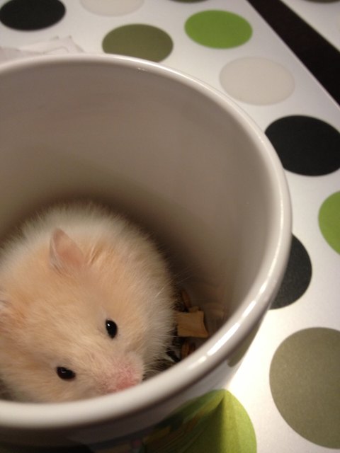 New hamster muffin :)