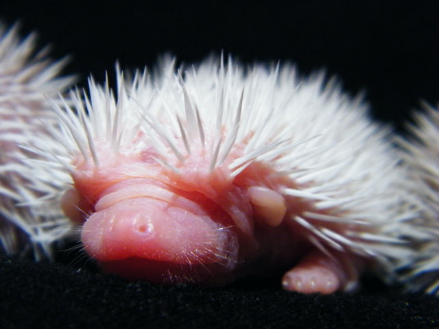 Unsere Albino Igelbaby