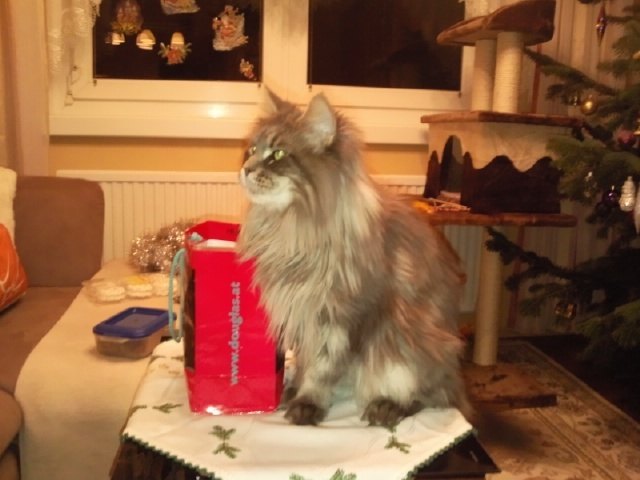 ich bin die süsse linda