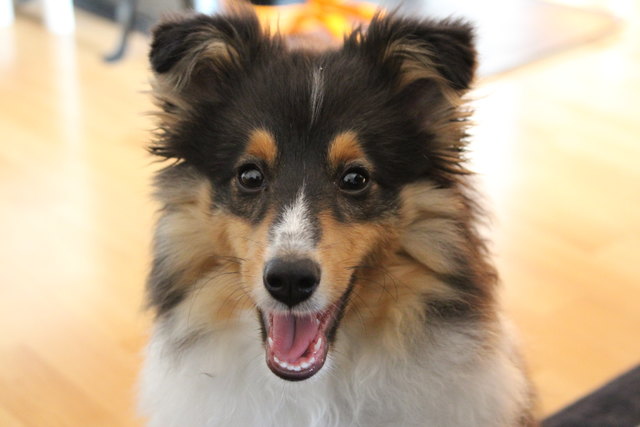 Das Sheltie- Lächeln