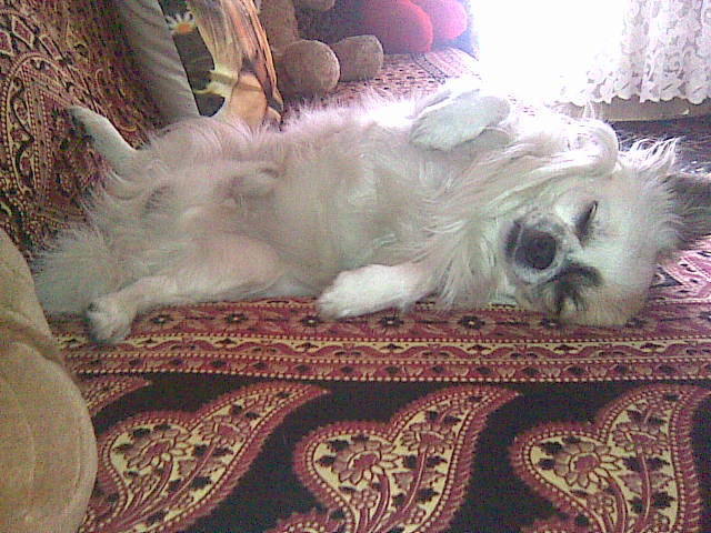Charlie beim Schlafen zzzz