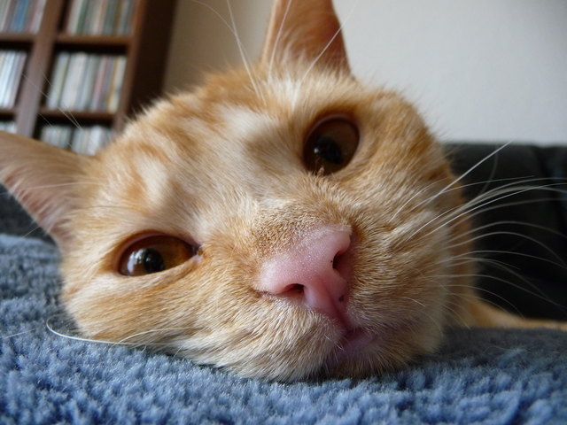 meine Katze Chili beim chillen