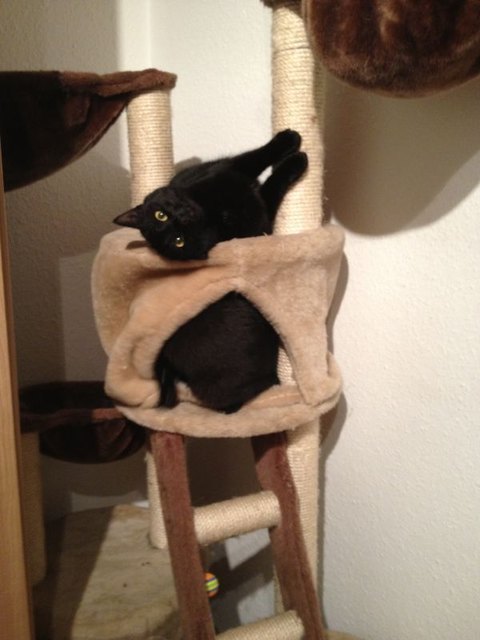 Sind eigentlich 2 Katzen aber gut getarnt :) Nala und Damon