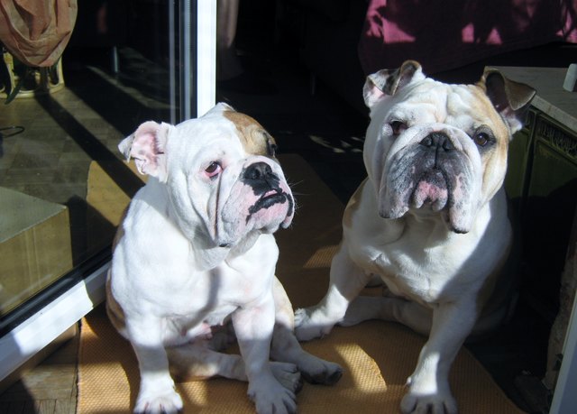 Bruno&Bonnie genießen die ersten Sonnenstrahlen