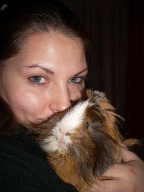 Joker das Angorameerschweinchen :-)