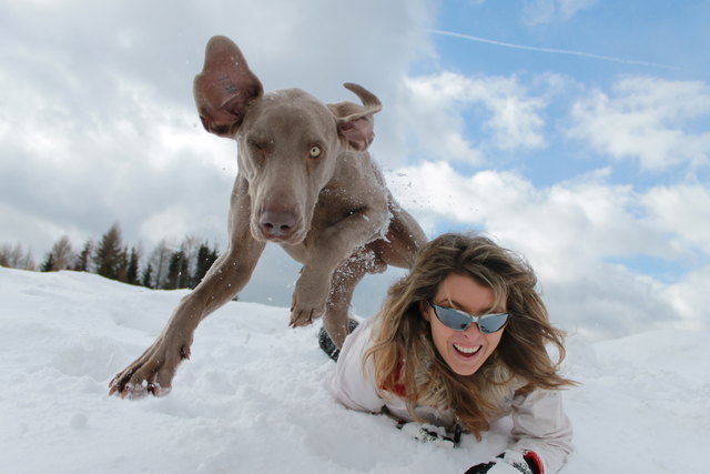 Cody der fliegenden Weimaraner