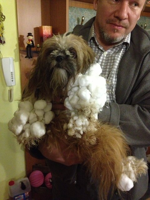 Maggie nach ihrem Spaziergang im Schnee